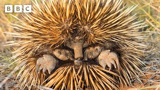 Cute echidnas keep cool by blowing SNOT BUBBLES 😲  Mammals  BBC [upl. by Pryor916]