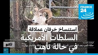 السلطات الأمريكية في حالة تأهب بسبب نسل خروف عملاق استنسخه مربي مواشي أمريكي بشكل غير قانوني [upl. by Atterrol]