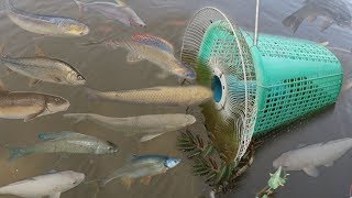 Creative Girl Make Fish Trap Using PVC  Fan Guard  Basket To Catch A Lot of Fish [upl. by Aieken832]