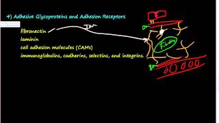 37 Extracellular Matrix ECM 2 of 2 Elastin Proteoglycans Hyaluronan Integrins GAG [upl. by Gaw645]