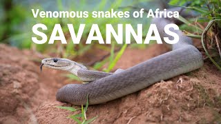 The venomous snakes of Africa  SAVANNAS Boomslang Rinkhals spitting cobras Black mamba [upl. by Wickman]