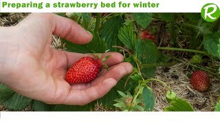 Preparing a strawberry bed for winter [upl. by Henning]