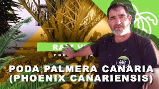 🌴 CÓMO PODAR UNA PALMERA CANARIA Phoenix Canariensis  Raíz Verde [upl. by Corley]