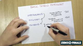 How is the thyroid regulated [upl. by Avir]