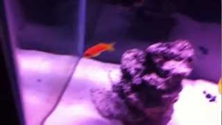 How to  Lyretail Anthias Pt2 [upl. by Meade]