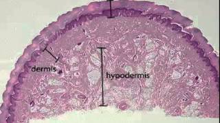 Hypodermis [upl. by Herbst]