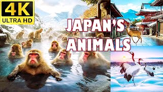 Japans Wildlife  4K Snow Monkeys Sika Deer and RedCrowned Cranes in Stunning 4K [upl. by Divine556]