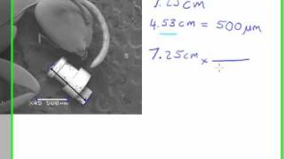 Calculating the Size of a Feature in a Micrograph [upl. by Alejoa]