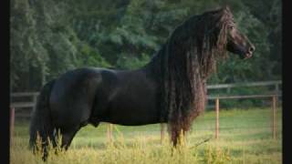 Friesian Horses [upl. by Annayk]