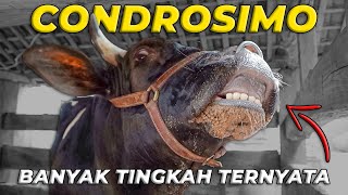 AKHIRNYA ZENY TAU KEBIASAAN CONDROSIMO YANG UNIK INI [upl. by Anyrak]