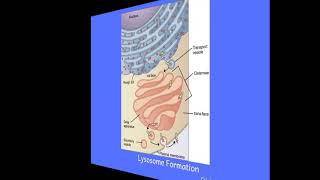 Primary vs Secondary Lysosomes [upl. by Atwahs]