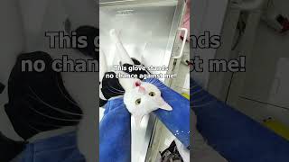 Cat Senses Danger at the Vet 😂 [upl. by Enilorac86]