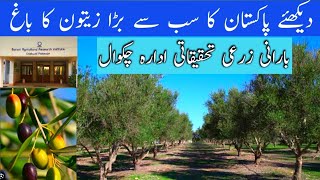 Olive Farming in Chakwal  Olive Valley  Barani Agricultural Research Institute Chakwal [upl. by Aicilas]