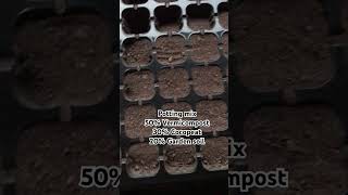 Seedling trayseedlingtrays wintervegetables vermicompost terracegarden kitchengarden shorts [upl. by Ahen181]