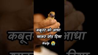 Mysterious Asur Jeev Attack My Bird house  Baby Pigeon Rescue । youtubeshorts [upl. by Diad]