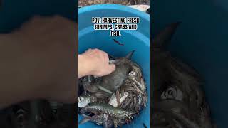 Harvesting Seafood fishpond seafood harvest philippines shorts [upl. by Shiller]