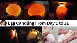 Egg Candling Using Mobile Phone  egg candling from day 1 to 21 [upl. by Refannej]