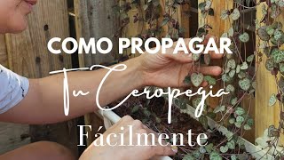 Como propagar tu Ceropegia Woodii super facil [upl. by Steinway]