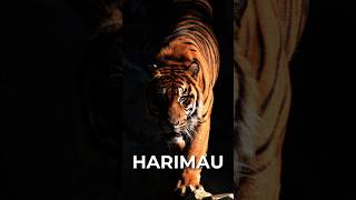 Harimau Si Ninja Garang [upl. by Shirah]