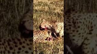 Masai Mara Cheetahs on keto diet cheetah [upl. by Azenav]