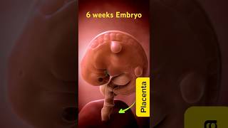 6 weeks Embryo 6 Wochen Embryo pregnancy embarazo gravidez schwangerschaft August 26 2024 [upl. by Alysoun]