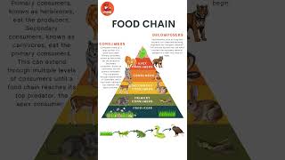 Food Chain  Food Chain Life Cycle in English for Kids kids kidsvideo foodchain [upl. by Lodnar]