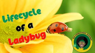 Ladybug Life Cycle  All about Ladybugs [upl. by Etat]