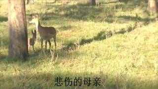 Impalas revenge attack on baboons 黑斑羚复仇记（Amboseli National Park－Africa [upl. by Dorrej217]