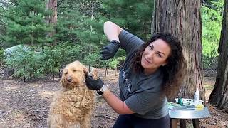 How to Groom Your Labradoodle  Tutorial [upl. by Anawed]