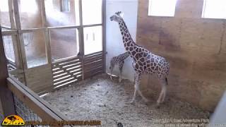 Animal Adventure Giraffe Cam  June 1 [upl. by Maggs]