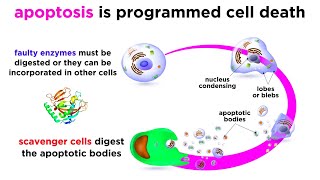 Apoptosis Programmed Cell Death [upl. by Florry813]