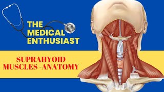 Suprahyoid Muscles  Anatomy [upl. by Flori]