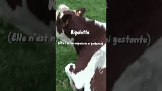 2 montbéliarde  une holsteine et une charolaise 😂🥩 vache montbéliarde charolais holstein [upl. by Nalyd]