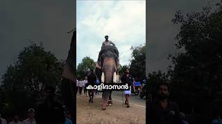 Panayannarkavu Kalidasan elephant elephantvideo [upl. by Mohsen975]