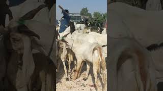 Bakra mandi halani zee animal [upl. by Caro]