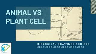 Drawing amp Comparing the Animal amp Plant Cell  CSEC [upl. by Susejedairam]