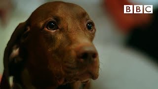 Can dogs tell the time 🐶  Inside the Animal Mind  BBC [upl. by Sharyl]