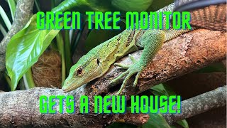 Green tree monitor setup Varanus prasinus [upl. by Modestia]