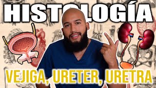 HISTOLOGÍA  VEJIGA URETER URETRA Y CÁLICES Urotelio Vías Urinarias Cálices y Pelvis Renal [upl. by Jariv]