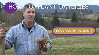 HOW TO PLANT DAYLILIES  Planting Daylilies is so easy [upl. by Einatirb]