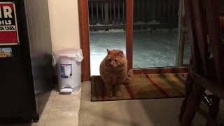 Feral  abandoned cat comes inside for the first time [upl. by Ddene960]