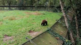 Bear  Wildpark Gangelt in Germany [upl. by Nwahsauq334]