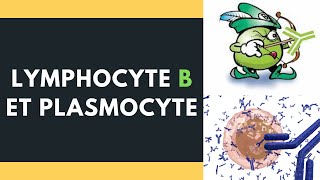 Lymphocyte B et plasmocyte [upl. by Sinnal838]