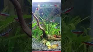 Cardinal Tetra cardinaltetra guppy guppyfishtank shrimps [upl. by Blondy]