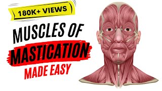 Muscles of mastication made easy [upl. by Armallas]