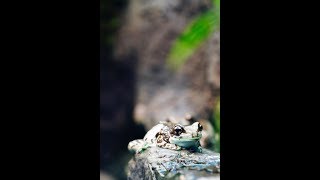 How To Care For A Gray Tree Frog [upl. by Aihsit]