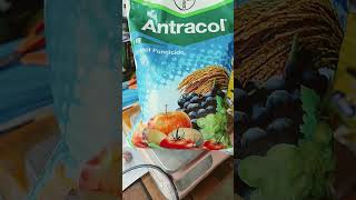 Anctracol fungicide agriculture farming procter fungicide organic automobile gibberellicacid [upl. by Devad]