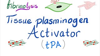 Tissue Plasminogen Activator tPA [upl. by Meldon]