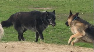 A Huge Wolfdog Scares a German Shepherd [upl. by Adnolahs989]