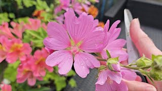 Tidying up Lavatera amp Alstroemeria after heavy rain [upl. by Palecek574]